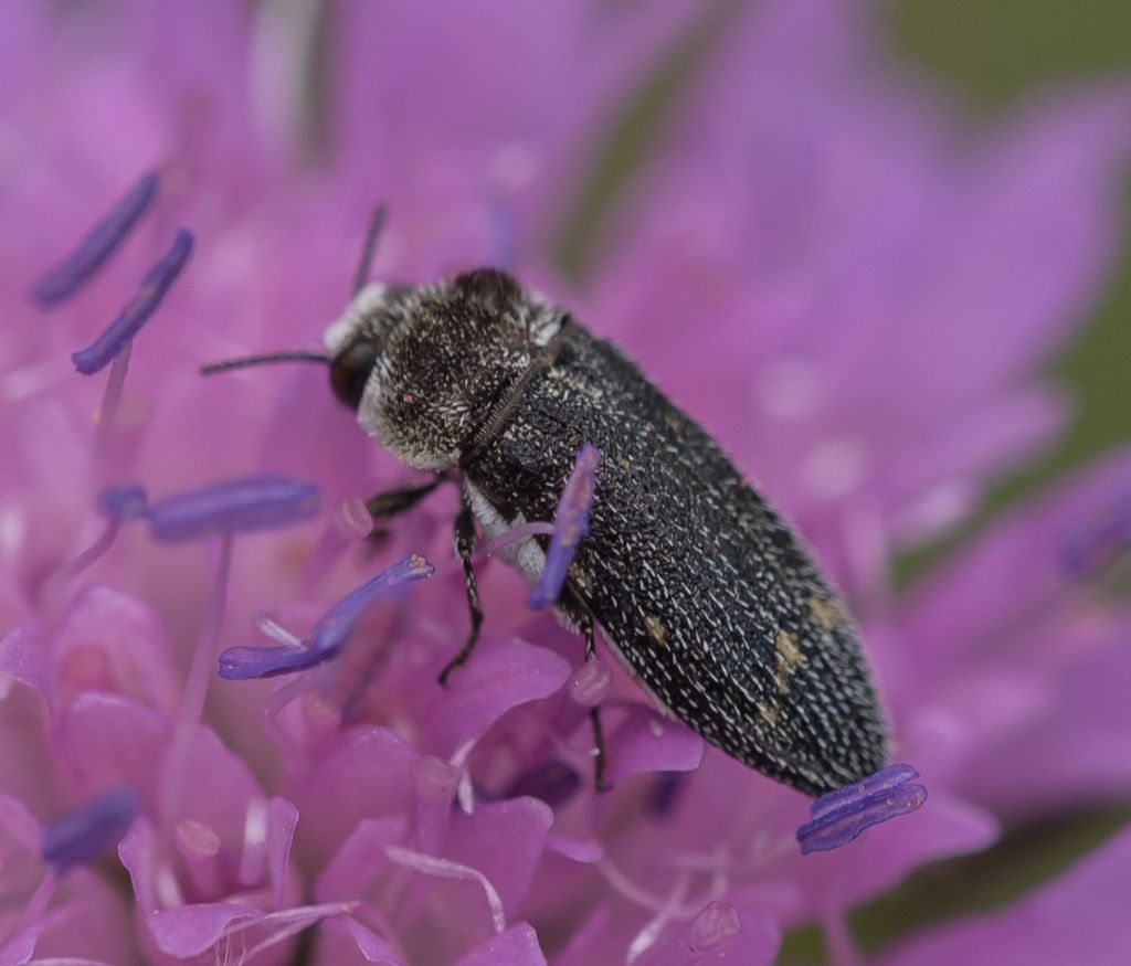 Tutti Acmaeoderella flavofasciata!