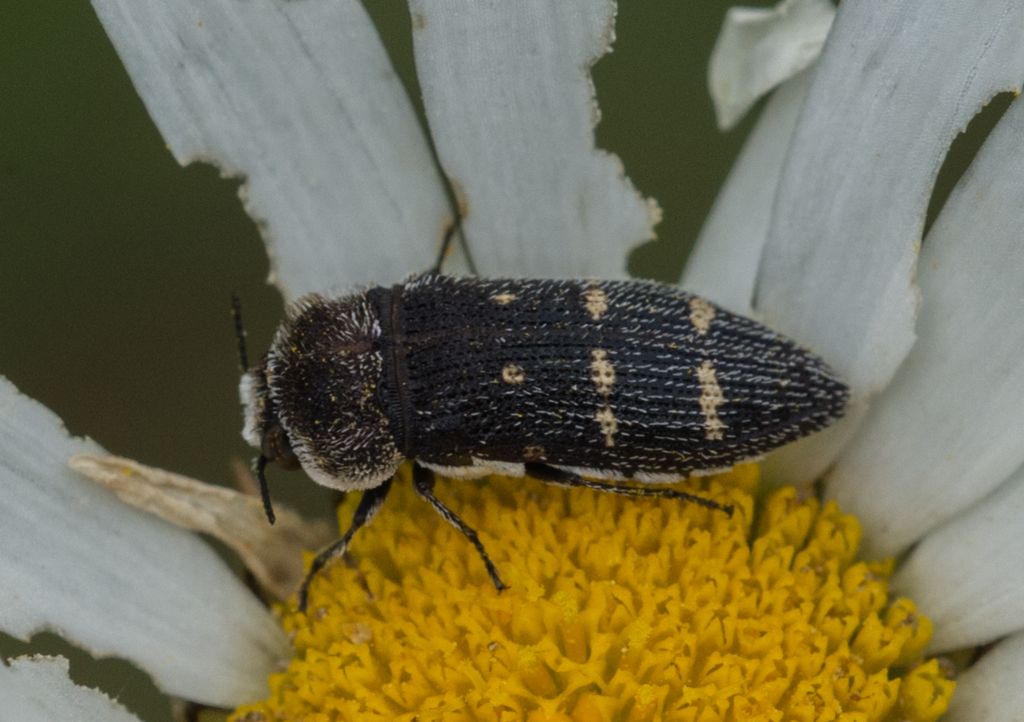 Tutti Acmaeoderella flavofasciata!