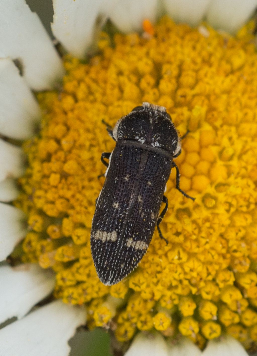 Tutti Acmaeoderella flavofasciata!