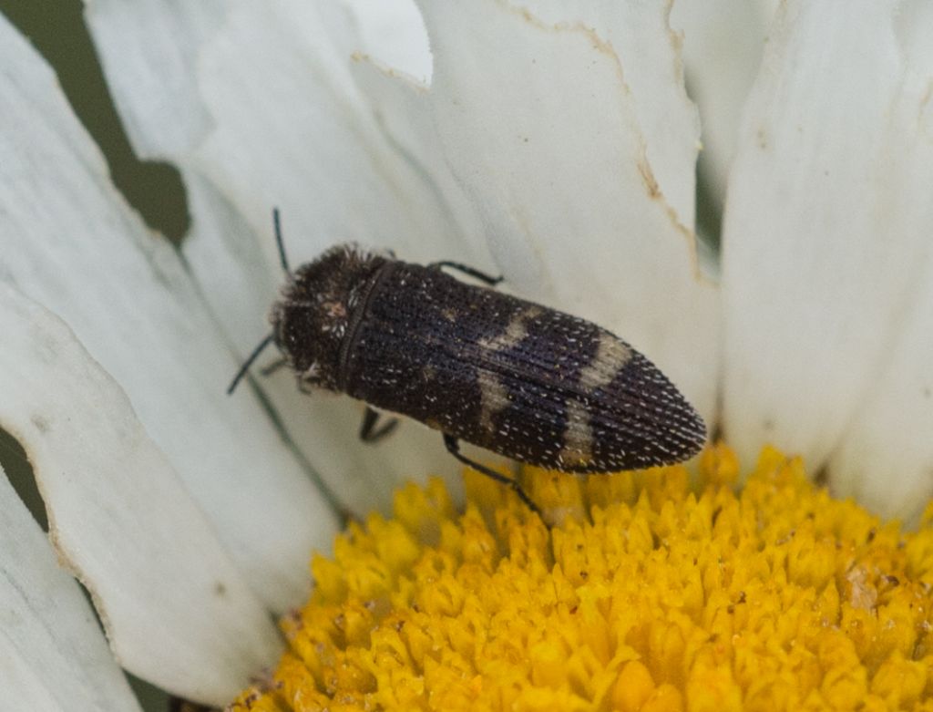 Tutti Acmaeoderella flavofasciata!