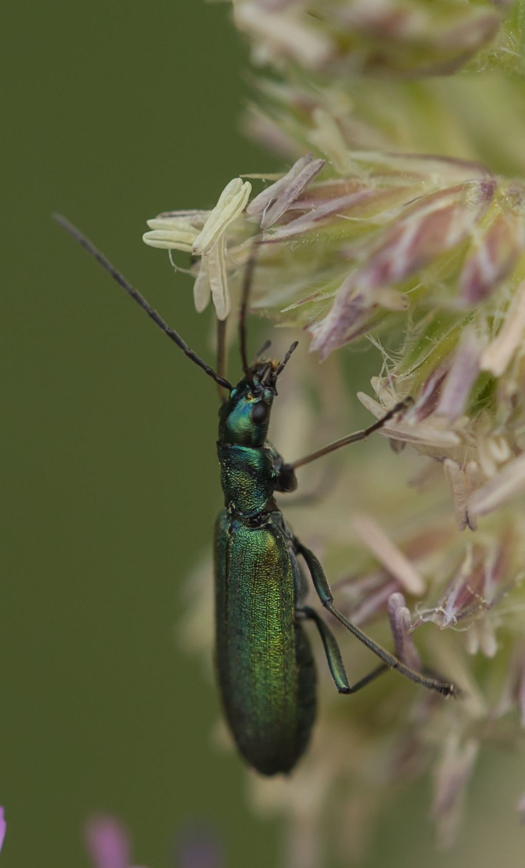 Chrysanthia viridissima, femmina, Oedemeridae