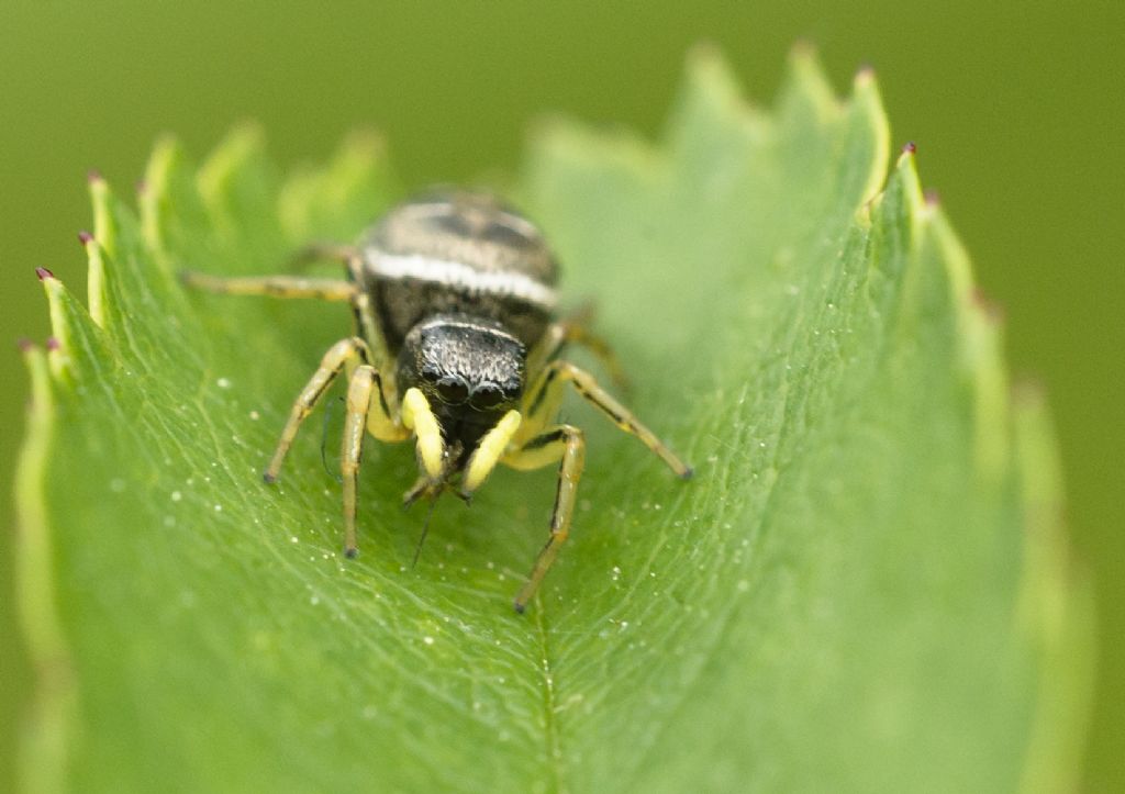 Heliophanus sp. - Ceva (CN)