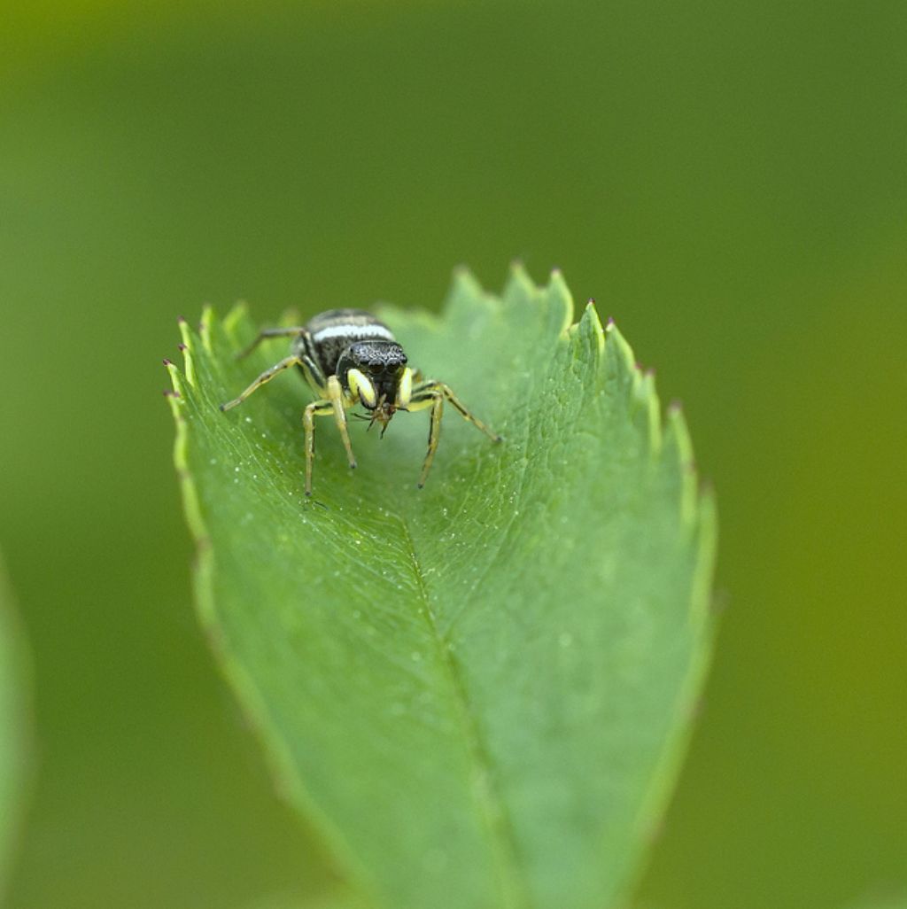 Heliophanus sp. - Ceva (CN)