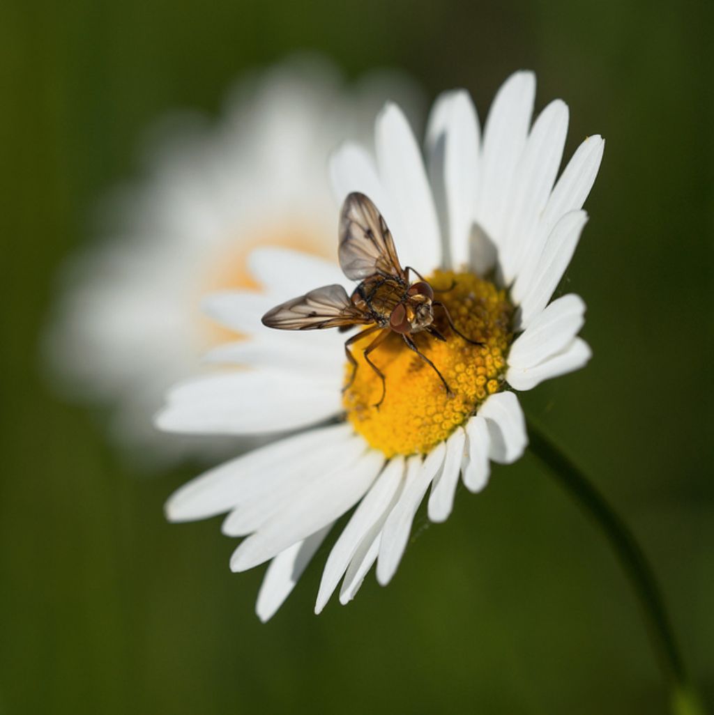 Ectophasia crassipennis  - maschio (Tachinidae)