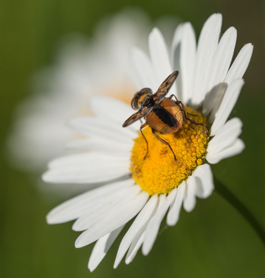 Ectophasia crassipennis  - maschio (Tachinidae)