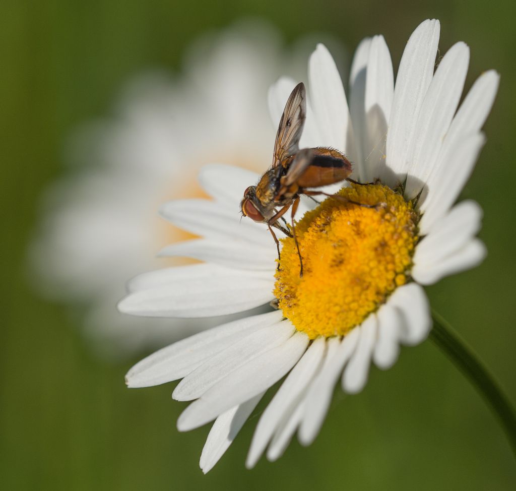 Ectophasia crassipennis  - maschio (Tachinidae)