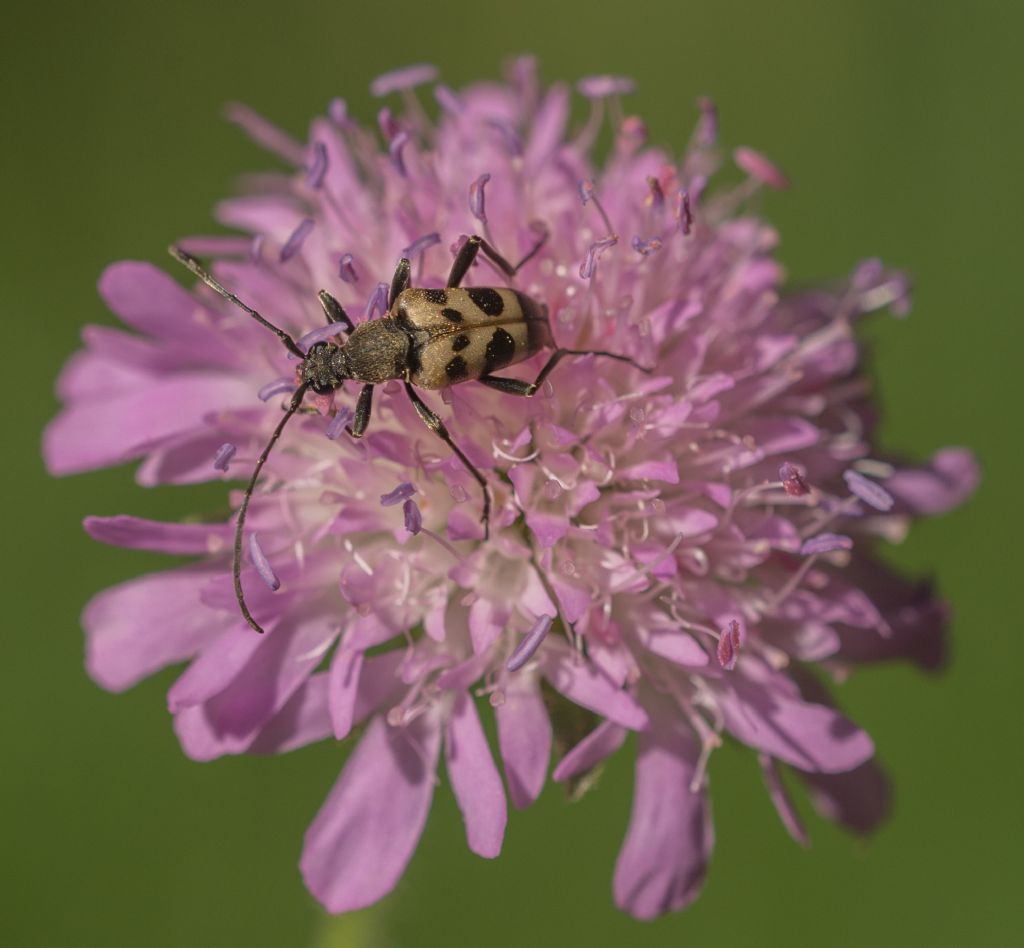 Pachytodes erraticus?  No, P.  cerambyciformis, Cerambycidae