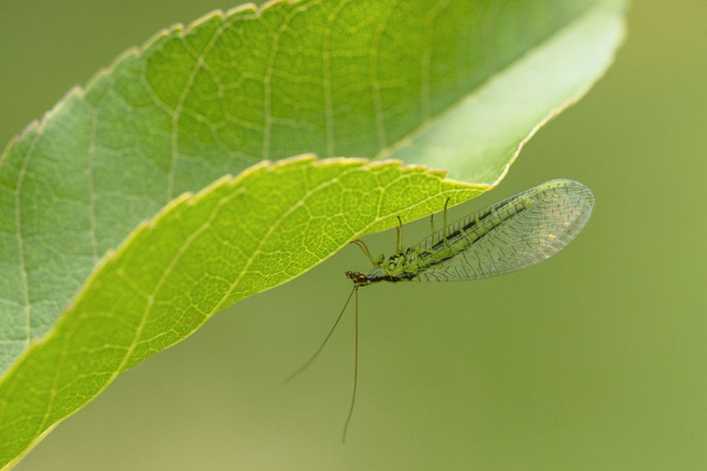 Chrysopa walkeri?