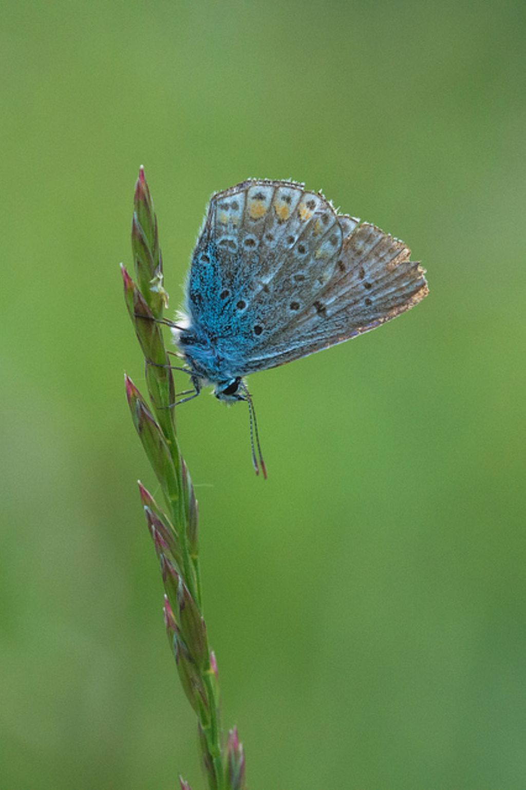 Polyommatus sp.
