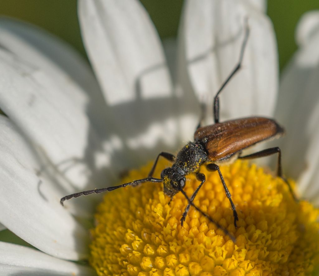 Stenurella melanura?   No, Paracorymbia fulva