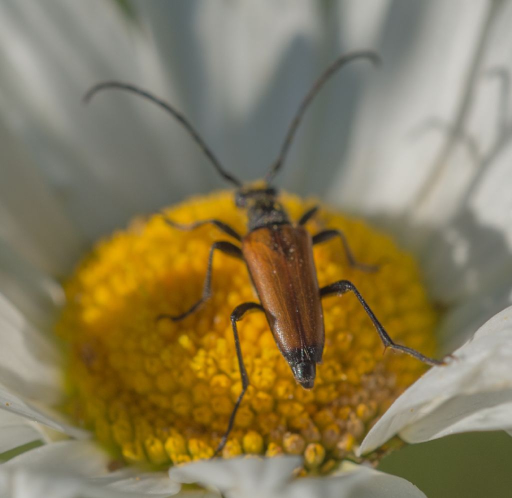 Stenurella melanura?   No, Paracorymbia fulva