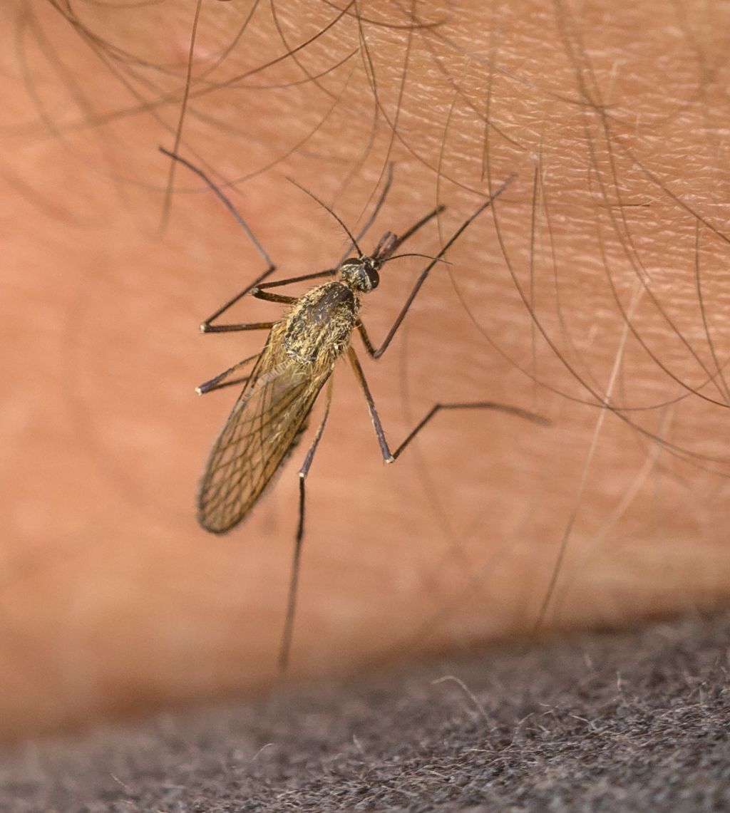 Ochlerotatus caspius (Culicidae)