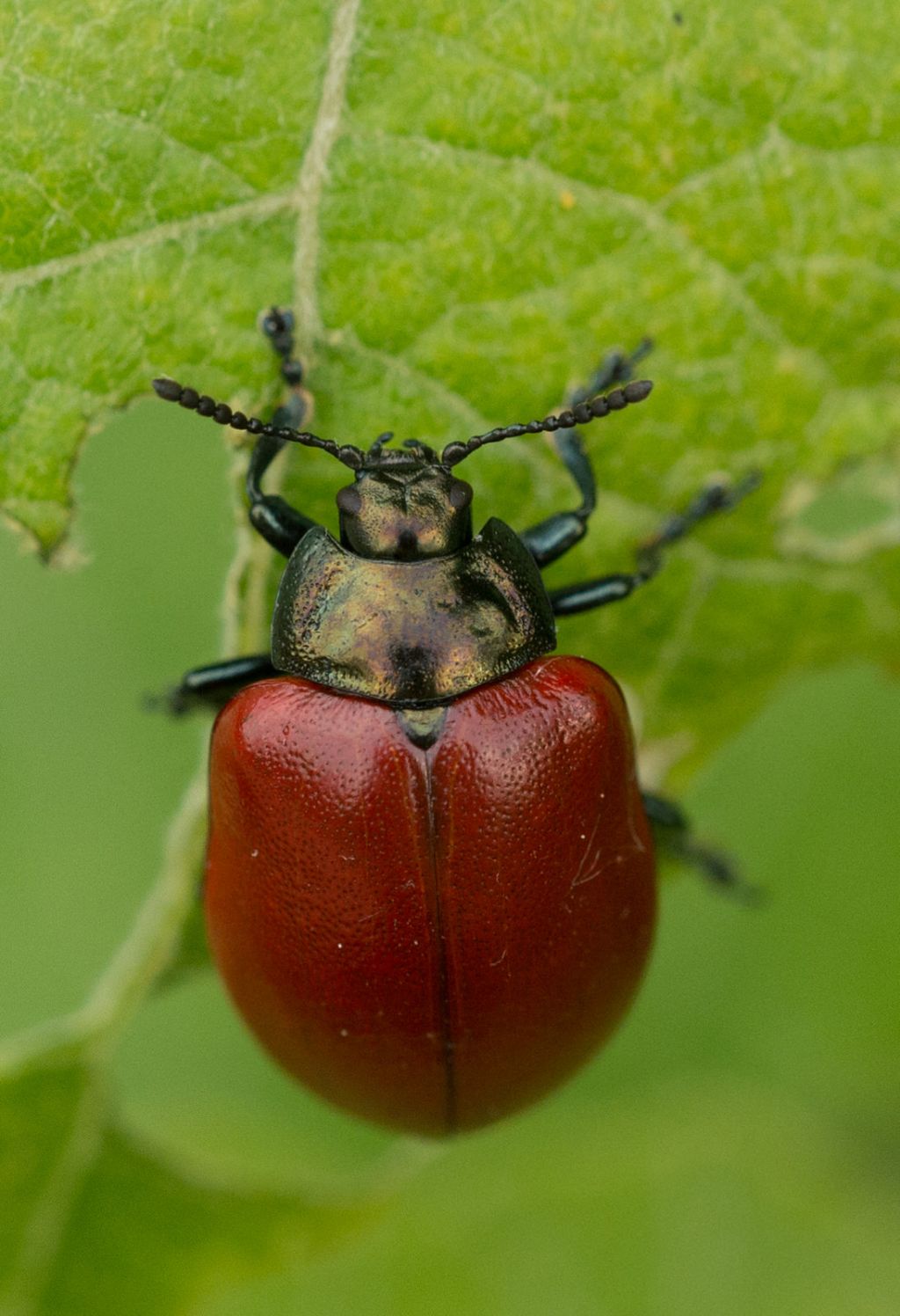 Chrysomela sp., Chrysomelidae