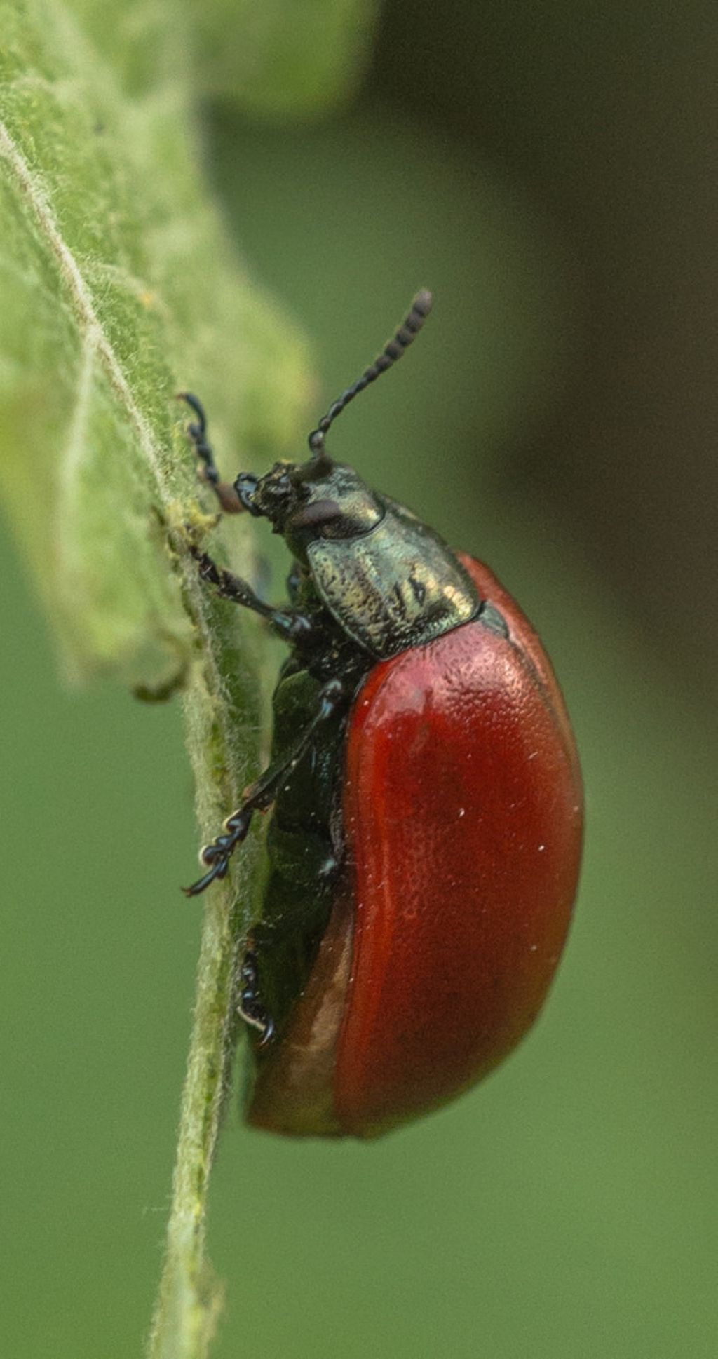 Chrysomela sp., Chrysomelidae