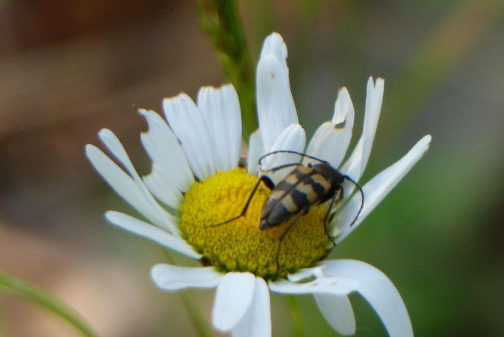 Pachytodes erraticus?  No, P.  cerambyciformis, Cerambycidae