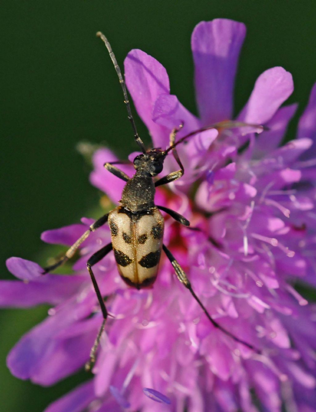 Pachytodes erraticus?  No, P.  cerambyciformis, Cerambycidae