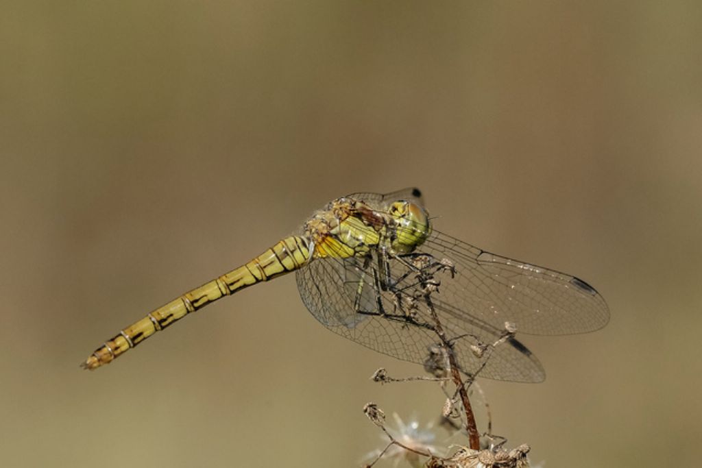 Sympetrum striolatum?