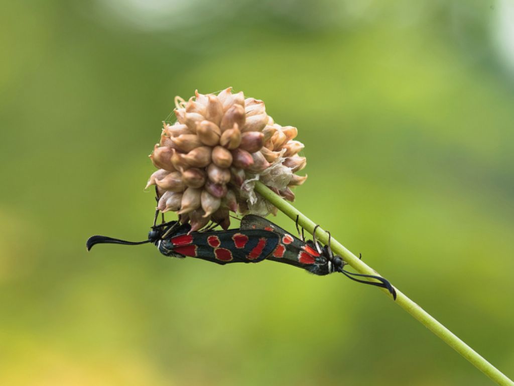 Zygaena (Agrumenia) carniolica?
