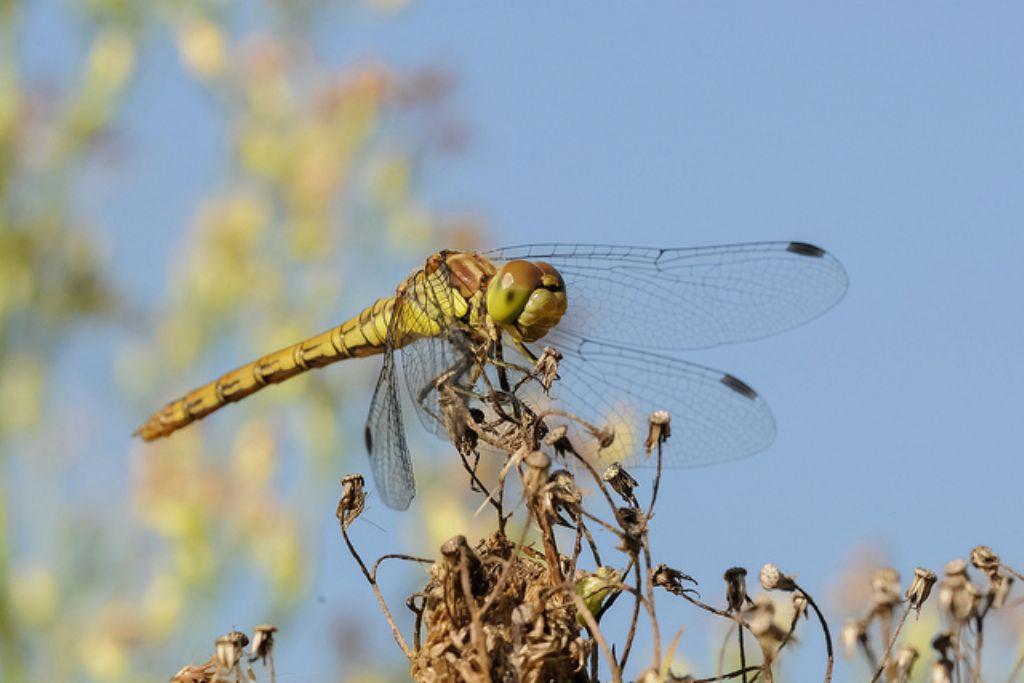 Sympetrum striolatum?