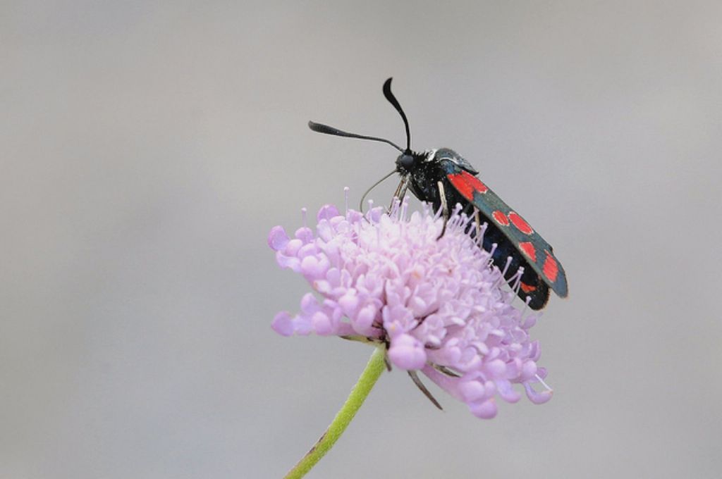 Zygaena (Agrumenia) carniolica?