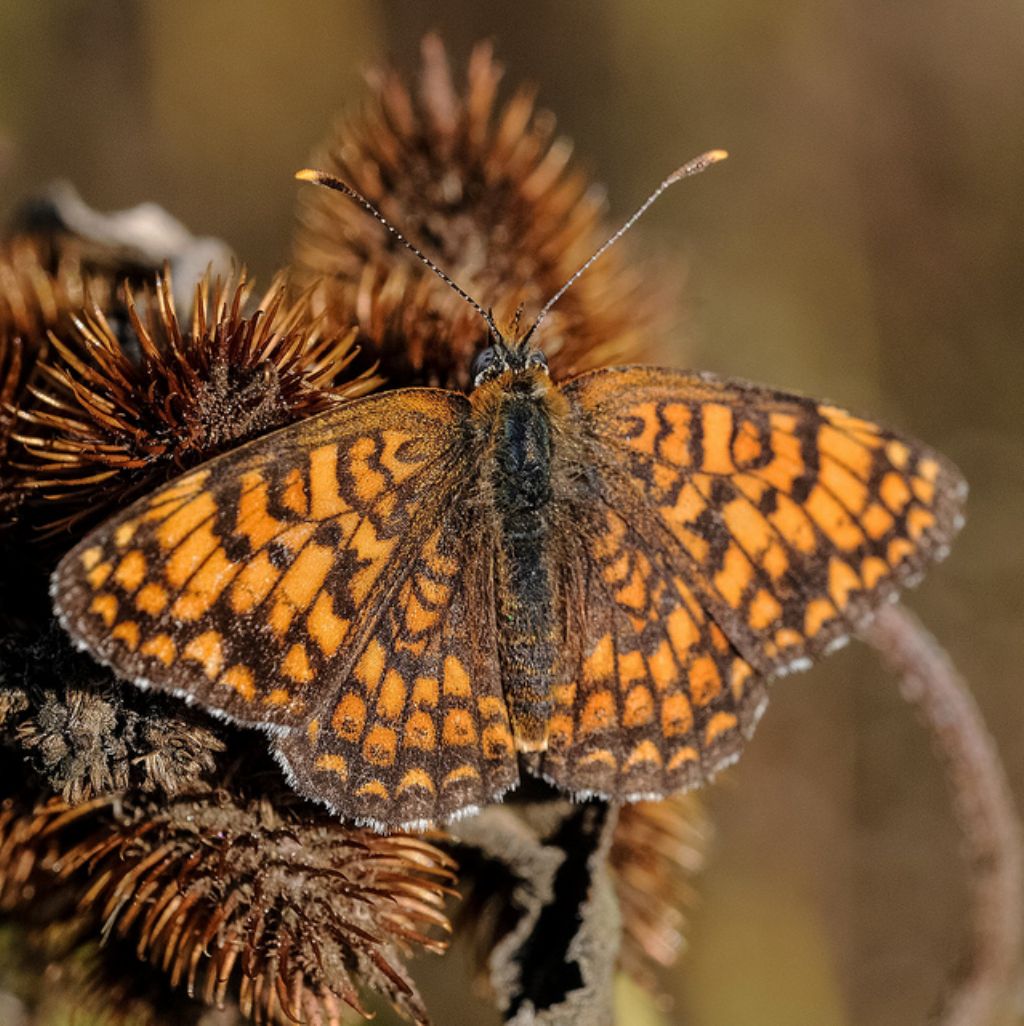 Farfalla da determinare - Melitaea phoebe