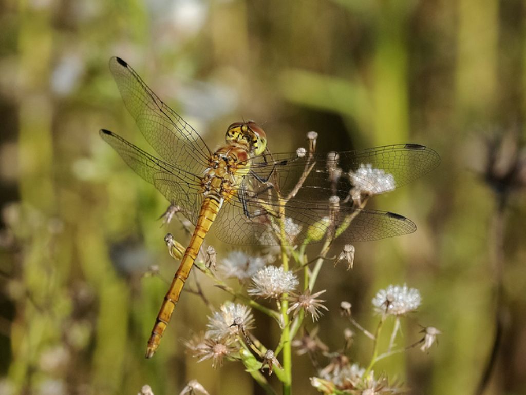 Sympetrum striolatum?