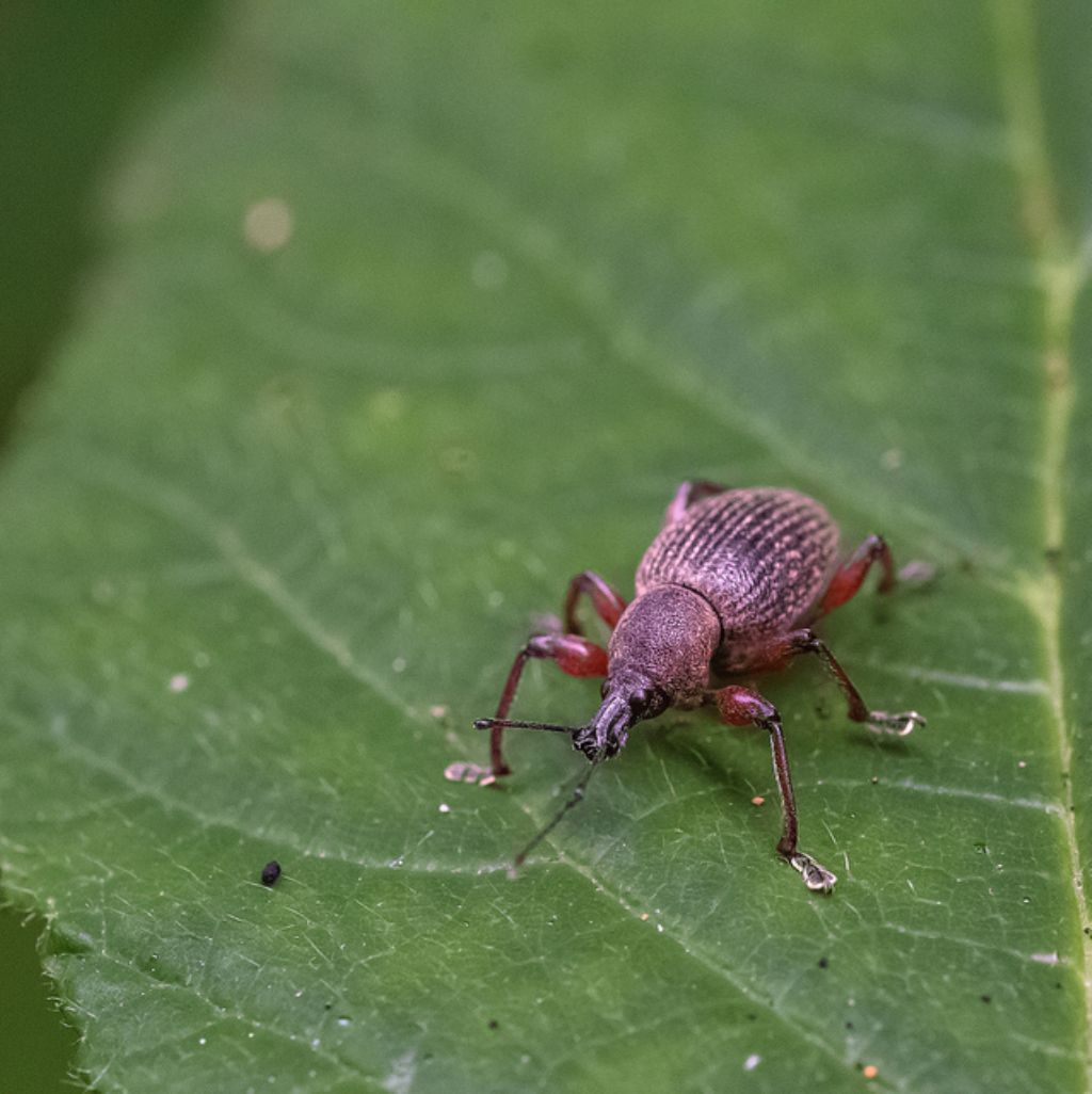 Curculionidae: ora  Otiorhynchus sellae