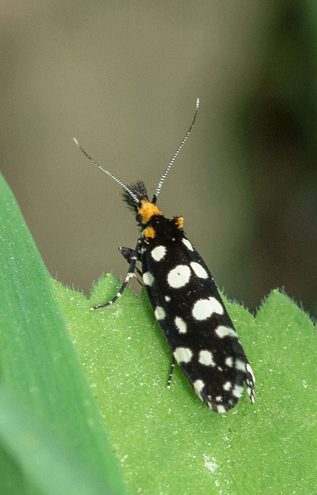 Euplocamus anthracinalis, Tineidae