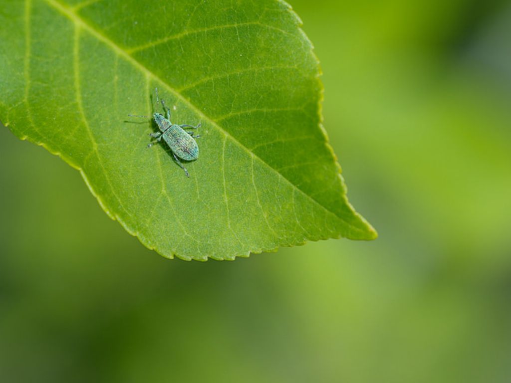 Phyllobius? No, cfr. Polydrusus cervinus