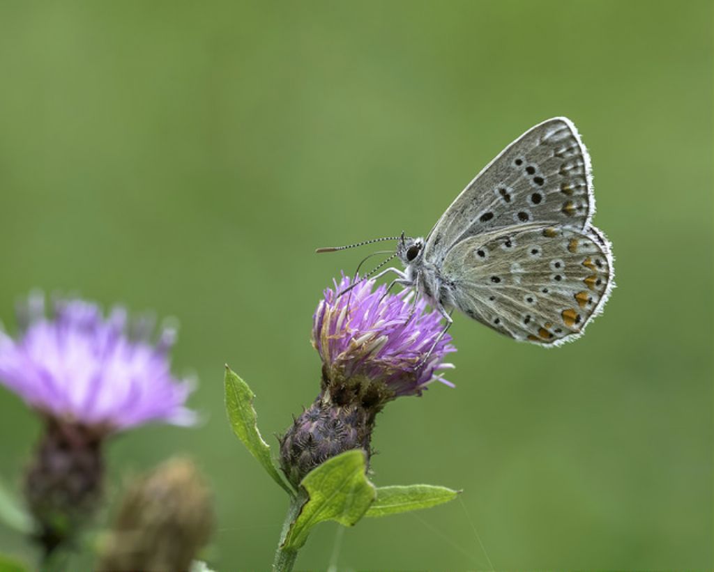 Licenide da daterminare - Polyommatus (Polyommatus) icarus