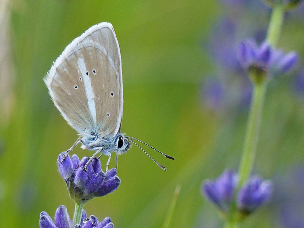 Polyommatus (Agrodiaetus) damon, Lycaenidae