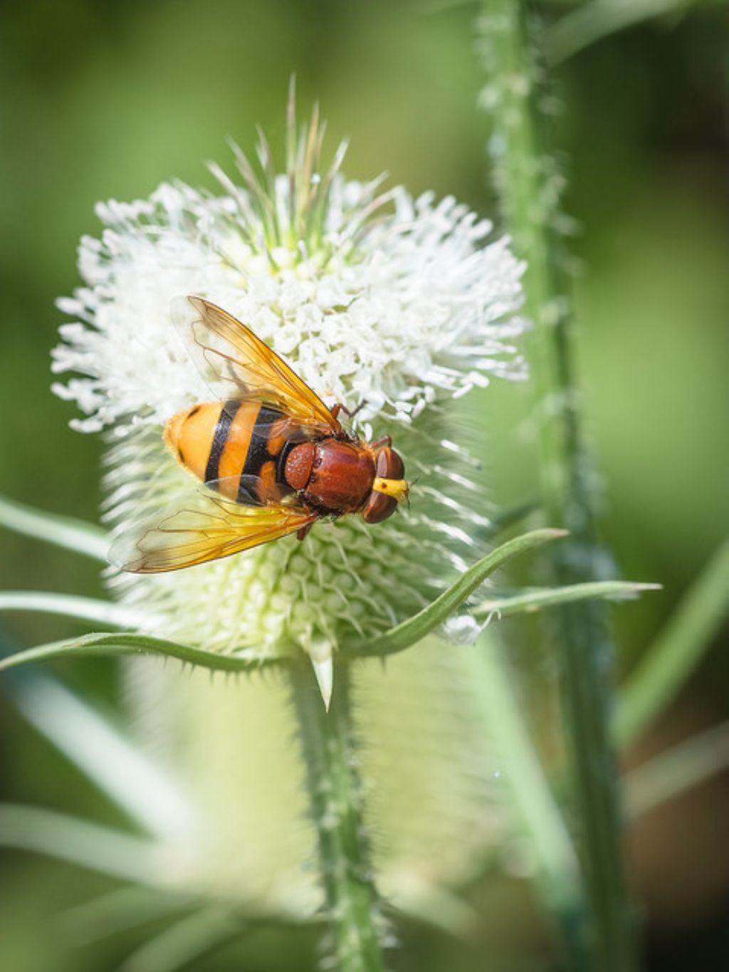 Syrphidae: Volucella zonaria?  S, femmina !