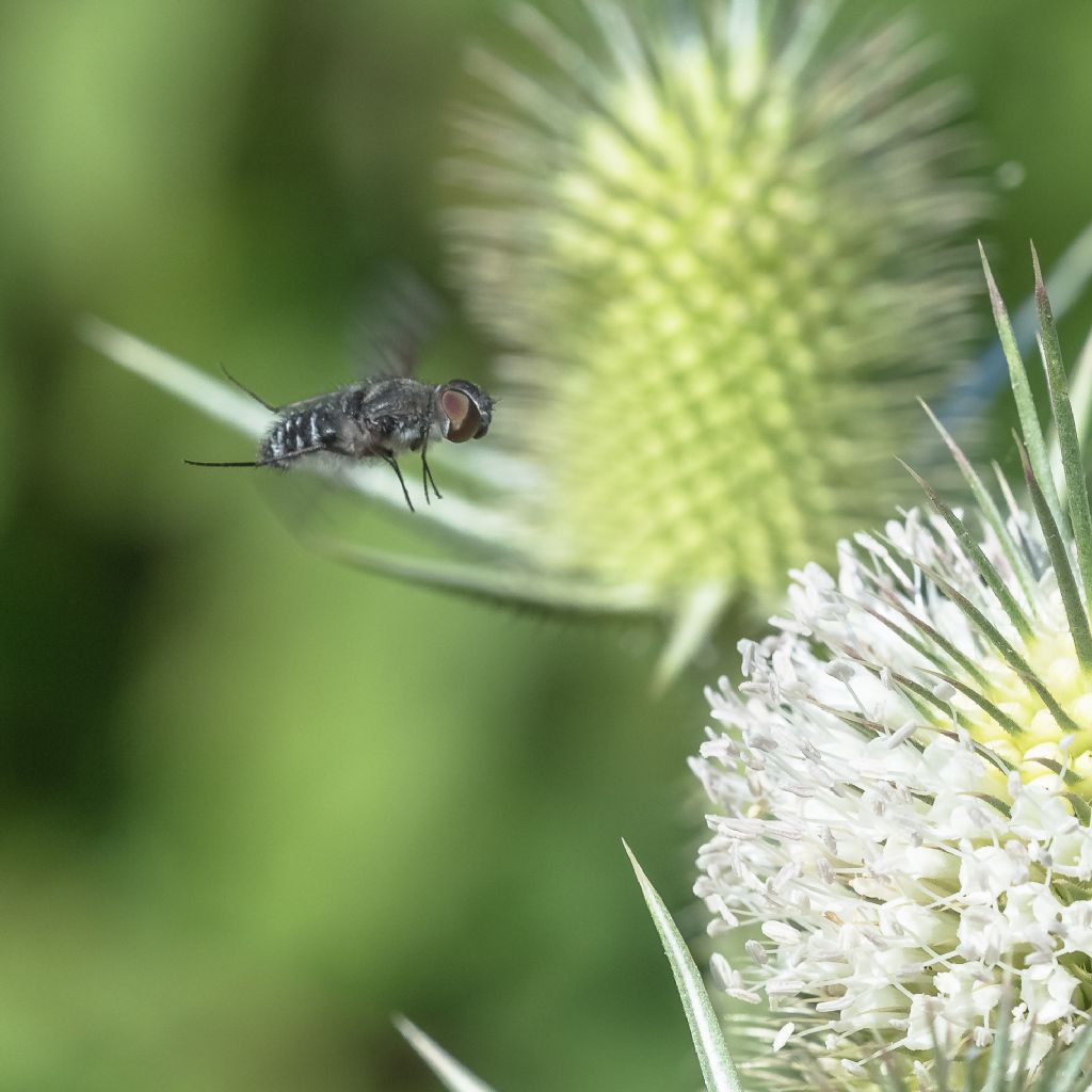 Bombyliidae: cfr. Anthrax sp. da confermare