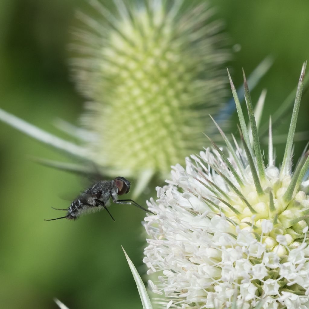 Bombyliidae: cfr. Anthrax sp. da confermare