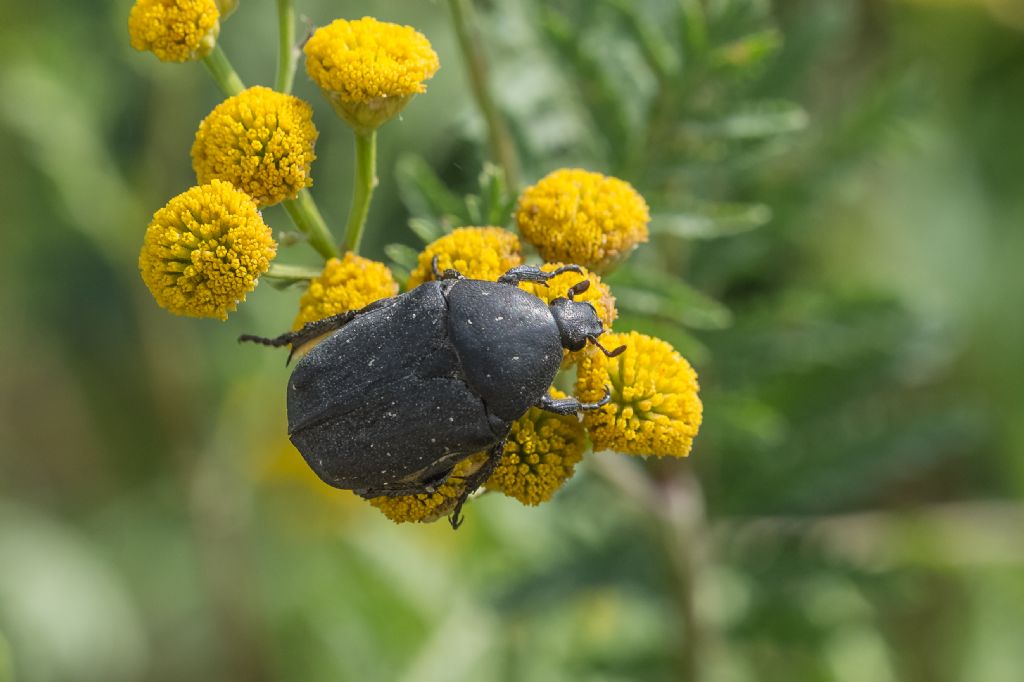 Cetonia morio?....ora  Protaetia (Netocia) morio morio