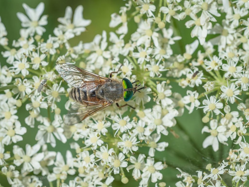 Philipomyia aprica?