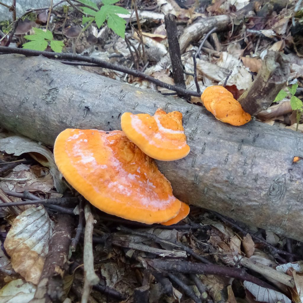 Funghi arancioni da determinare
