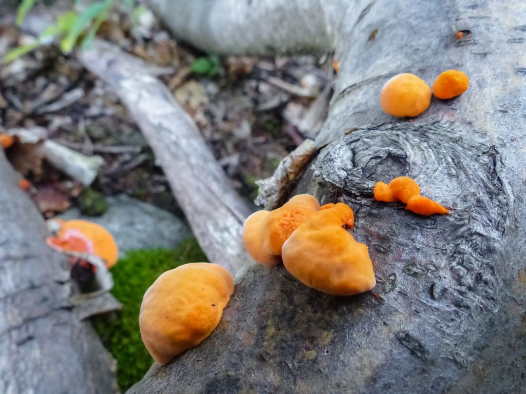 Funghi arancioni da determinare