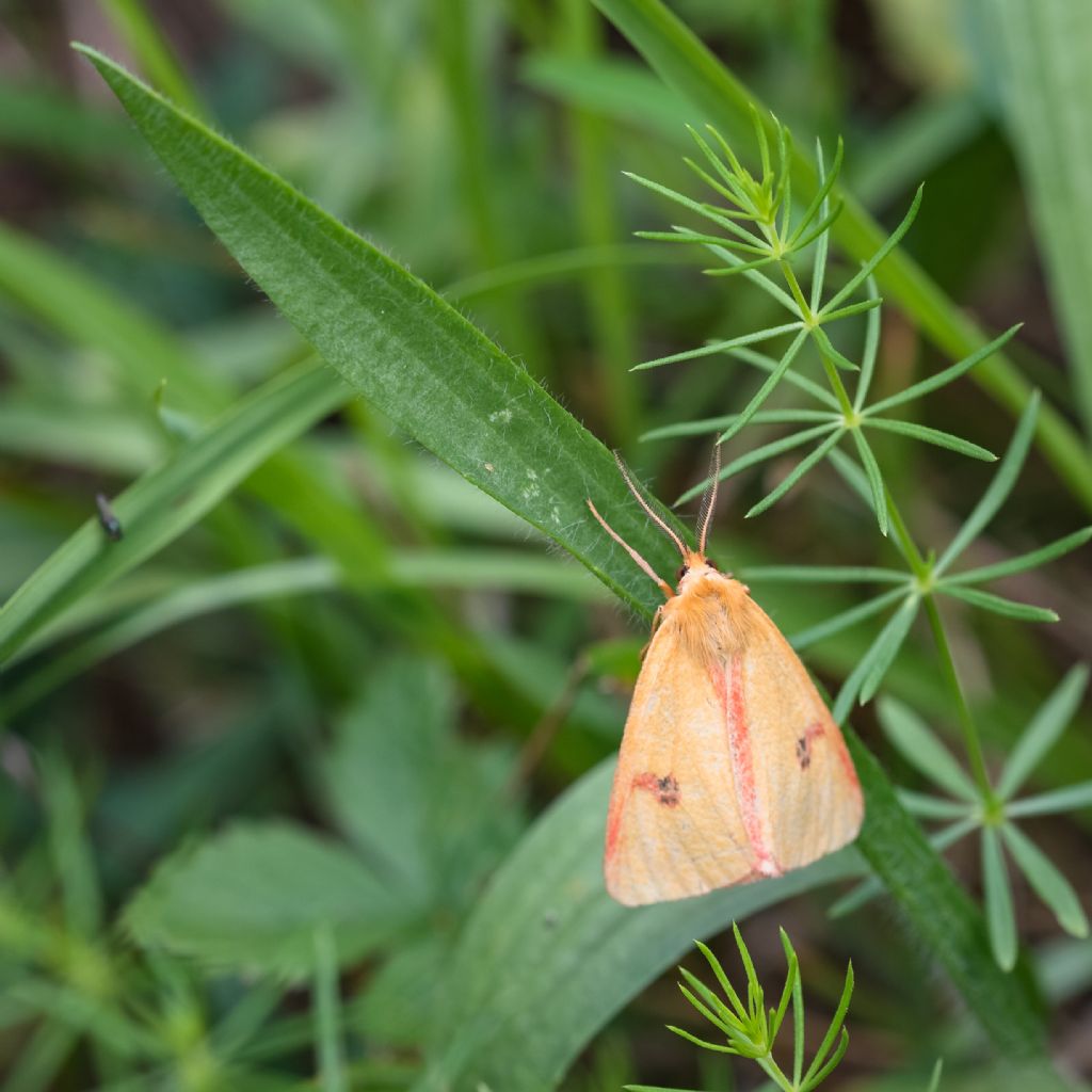 Maschio di Diacrisia sannio?