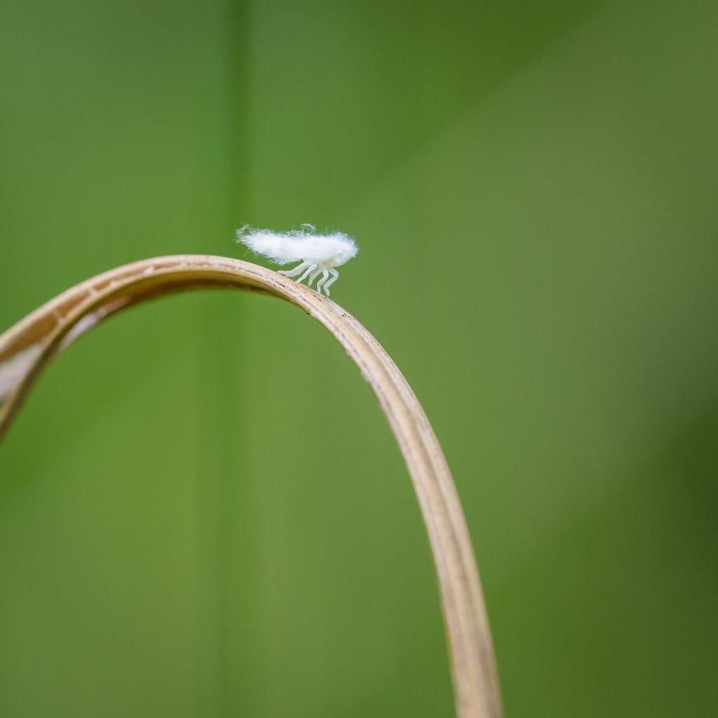 Ninfa di Metcalfa pruinosa?  S !