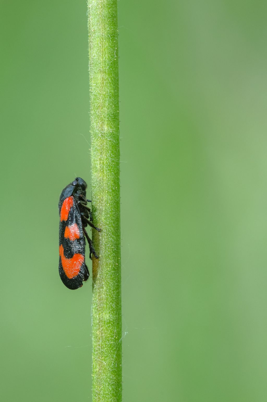 Cercopis vulnerata?  S !