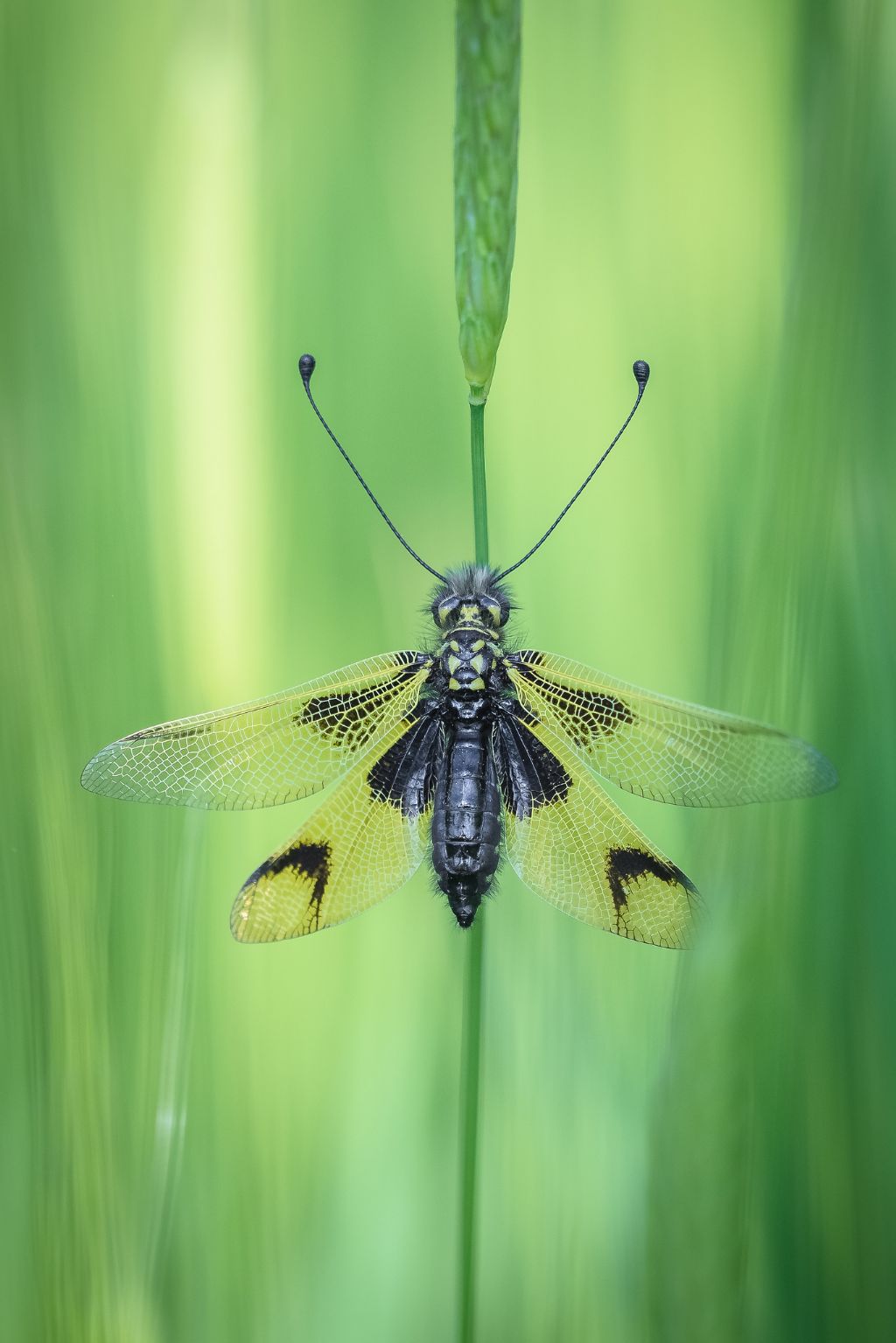 Libelloides longicornis?  S !