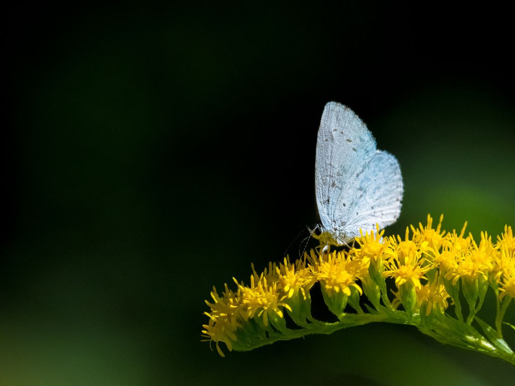 Licenide da daterminare - Celastrina argiolus