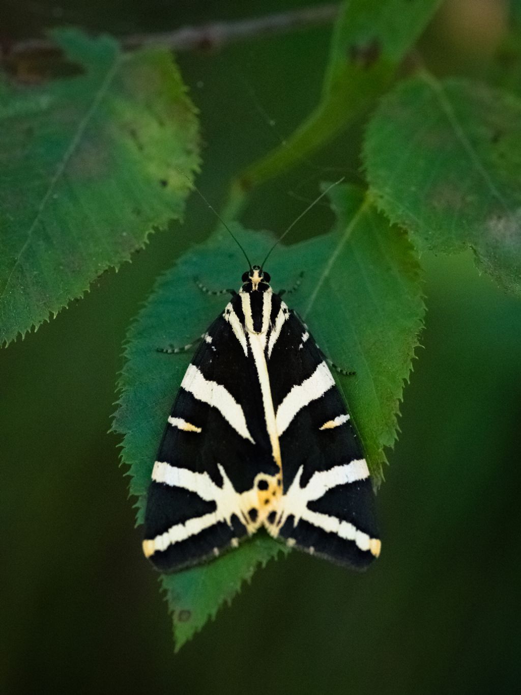 Euplagia quadripunctaria? - S