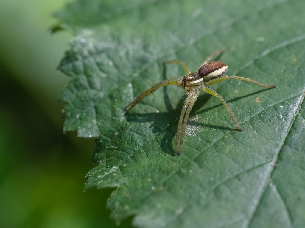 Dolomedes sp.- Morozzo (CN)