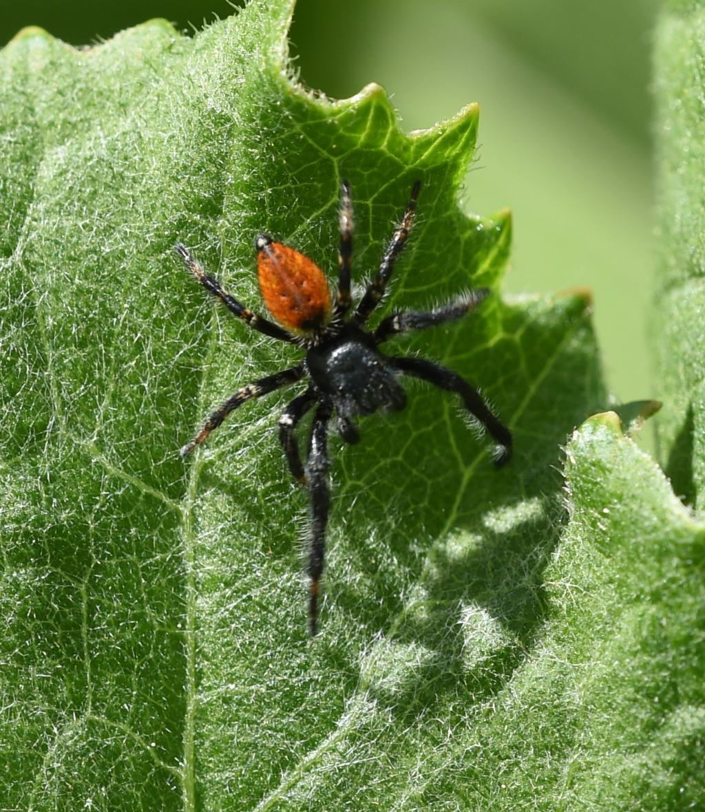 Carrhotus xanthogramma? S, maschio - Bagnasco (CN)