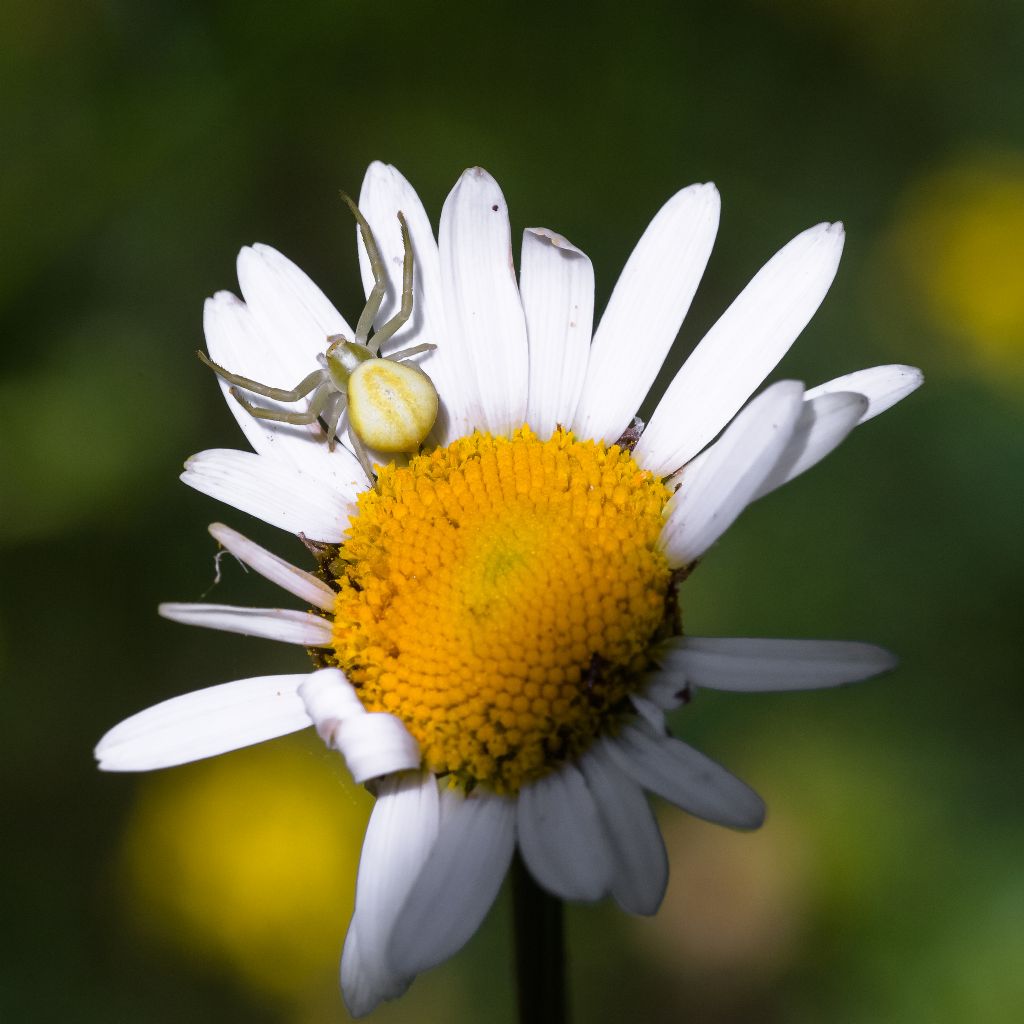 Misumena vatia, maschio - Bagnasco (CN)