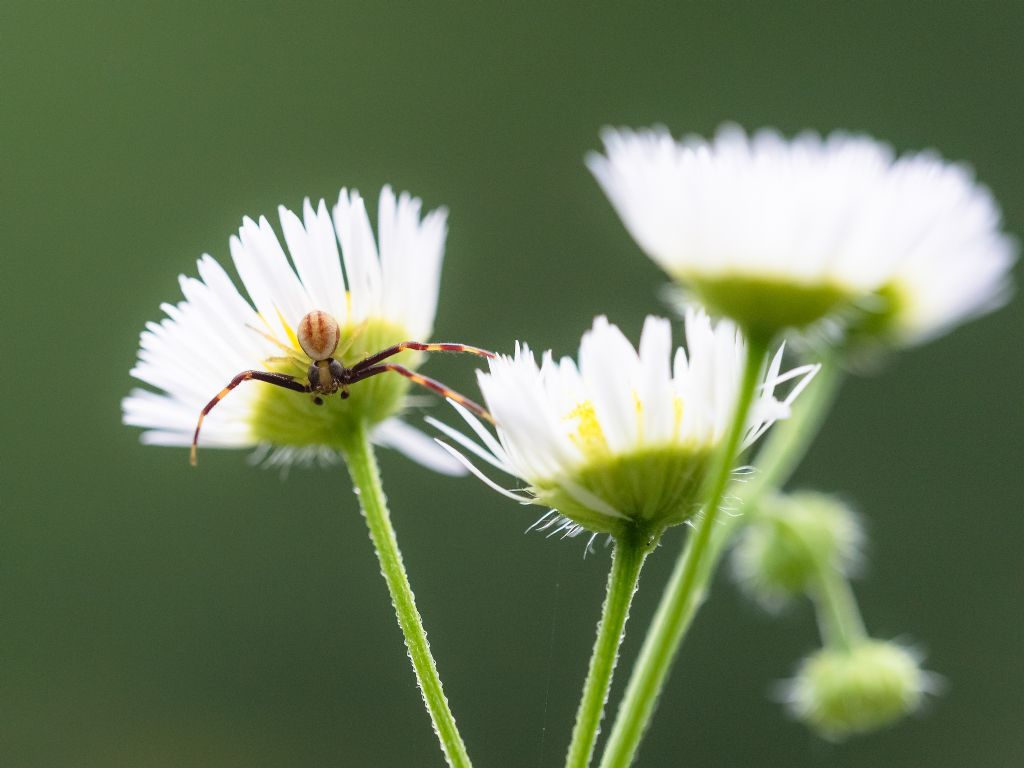 Misumena vatia, maschio - Bagnasco (CN)