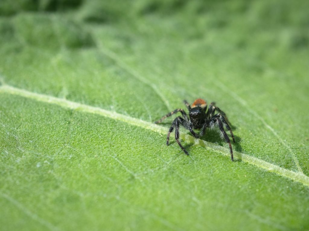 Carrhotus xanthogramma? S, maschio - Bagnasco (CN)