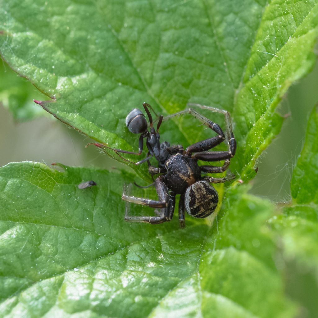 Xysticus sp. (con preda) - Ceva (CN)